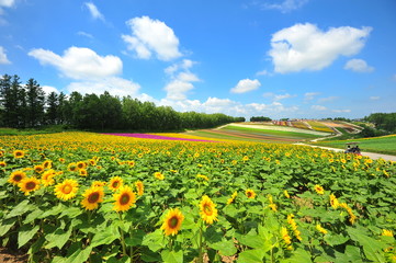 Canvas Print - Colorful Flower Fields in Japan