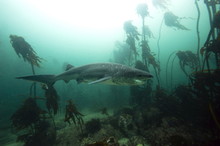 Seven Gill Shark, Cape Town