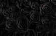 Leinwandbild Motiv  Black roses background. greeting card with  roses