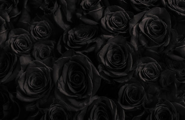 black roses background. greeting card with roses