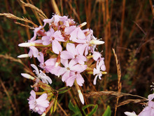 Saponaria Officinalis (common Soapwort, Bouncing-bet, Crow Soap, Wild Sweet William, Soapweed) 