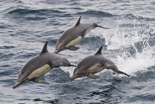 Long-beaked Common Dolphin (Delphinus Capensis), Isla San Esteban, Gulf Of California (Sea Of Cortez), Baja California, Mexico