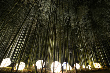 Lantern light display in a bamboo forest for the night illumination festival in Kyoto, Japan