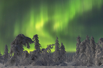 Wall Mural - Northern Lights - Aurora borealis over snow-covered forest. Beautiful picture of massive multicoloured green vibrant Aurora Borealis, Aurora Polaris, also know as Northern Lights in the night sky 