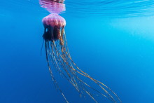 Unidentified Large Jellyfish In Brash Ice, Cierva Cove, Antarctica, Southern Ocean