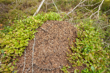 Anthill in the forest