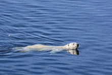 Adult Polar Bear (Ursus Maritimus) Swimming In Open Water, Cumberland Peninsula, Baffin Island, Nunavut, Canada