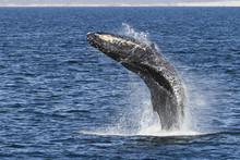 Humpback Whale (Megaptera Novaeangliae) Breach, Gulf Of California (Sea Of Cortez), Baja California Sur, Mexico