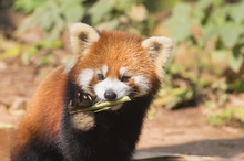Red Panda (Ailurus Fulgens), Sichuan Province, China