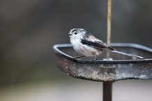 Long Tailed Tit Wet In Rain On Feeder