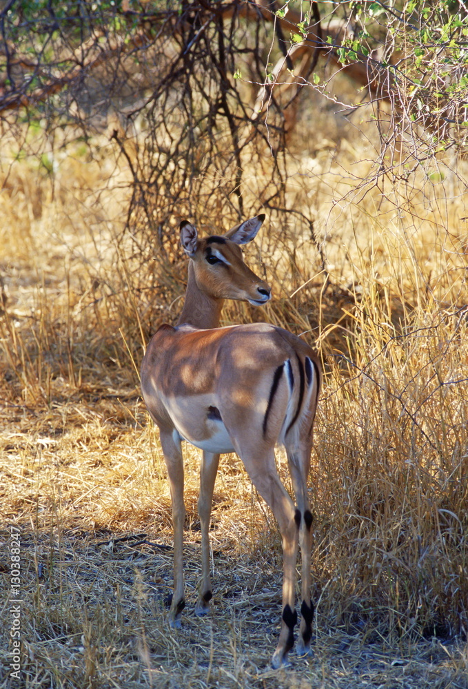 Impala looking over its shoulder watching for predators at Moremi National Park, Botswana
