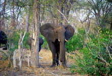 Mother Elephant And Calf In Woodland In  Moremi National Park, Botswana
