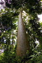 Kauri Pine Tree, Barron Gorge National Park, Queensland