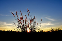 Sunset And Long Grass In Silhouette