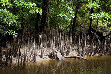 Mangrove Shoots Grow In The Shallows Of The Mossman River, Daintree