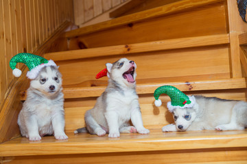 Puppies breed Siberian Husky. Puppy dressed in Christmas hats si