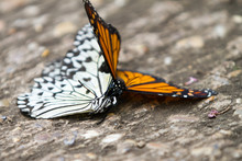 The Malabar Tree-nymph Or Malabar Tree Nymph (Idea Malabarica White, Yellow And Black Butterfly And Monarchs Butterfly With Distinct Orange, Black, And White Wings During Intercourse