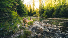 Lone Deer By A River.