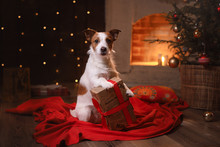 Dog Jack Russell Terrier. Happy New Year, Christmas, Pet In The Room