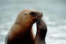 South American Sea Lion (Otaria Flavescens) Female With Its Pup, Peninsula Valdes, Patagonia, Argentina