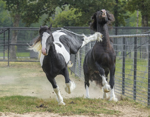 Sticker - Gypsy horse colts play and rough house