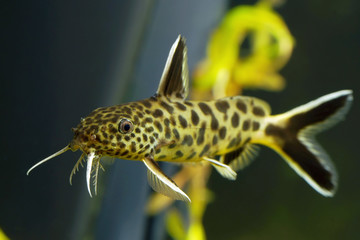 Poster - Synodontis petricola, cucko catfish, or the pygmy leopard catfish