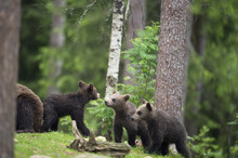 Brown Bear Cubs (Ursus Arctos), Finland