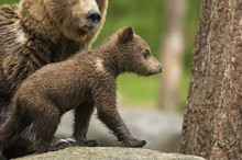 Brown Bear Cub (Ursus Arctos), Finland