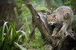 © robertharding - Scottish wildcat (Felix silvestris), Devon