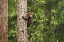 Brown Bear Cub (Ursus Arctos) Tree Climbing, Finland
