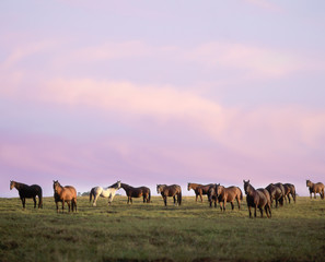 Wall Mural - Herd of Thoroughbreds grazing on horizon at sunset