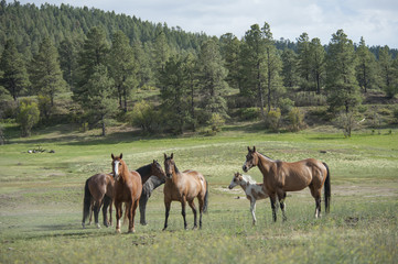 Canvas Print - Quarter Horse herd in scenic pasture near pagosa Springs, Colorado