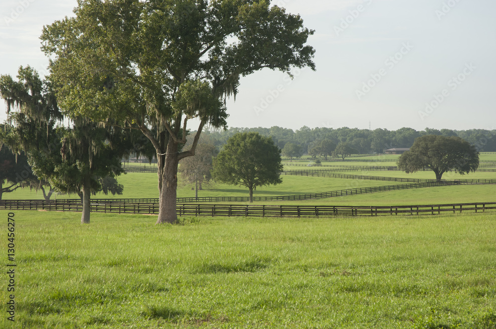 Lush horse farm acreage with paddocks Ocala Florida - obrazy, fototapety, plakaty 