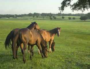 Wall Mural - Group of  Thoroughbred yearlings in open paddock with upscale barn in distance