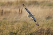 © robertharding - Short-eared owl (Asio flammeus) manoeuvring in-flight while hunting for prey above marsh land, Cheshire