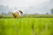 A Woman Plants Rice In Paddies Near Myitkyina