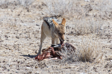 Jackal Eating Springbok - Etosha Safari Park in Namibia