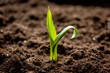 © 279photo - Concept appearance of life - sprout from soil close up