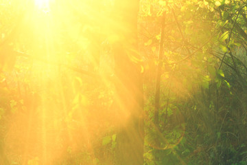 Wall Mural - Beautiful beams of sun in the forsest, close up