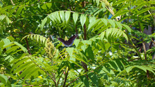 Red-spotted Purple (Limenitis Arthemis Astyanax) Warming Wings On Sumac Plant