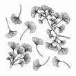 Hand drawing flowers. Ginkgo leaf vector illustration and clip art on white backgrounds.