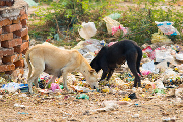 street life india  street dogs eating garbage