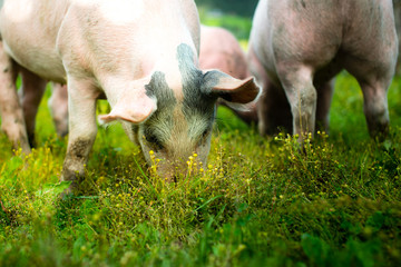 pigs outside in the grass