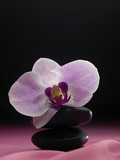 Fototapeta Panele - orchid flower on the stone