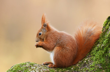 Wall Mural - Red Squirrel (Sciurus vulgaris)