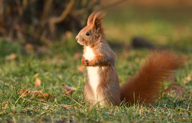 Wall Mural - Red Squirrel (Sciurus vulgaris)