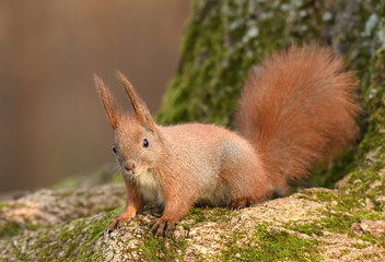 Wall Mural - Red Squirrel (Sciurus vulgaris)