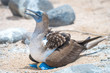 Blue footed Booby (Sula nebouxii) sitting on nest in North Seymour Island, Galapagos National Park, Ecuador