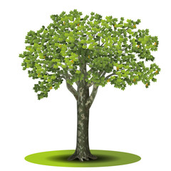 Wall Mural - detached tree sycamore with green leaves