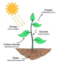 Photosynthesis Process Labelled Illustration